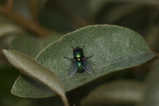 Lucilie sp.