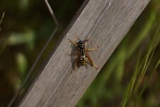 Poliste sp.