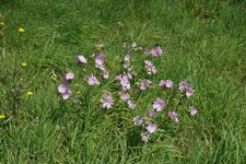 Mauve musquée