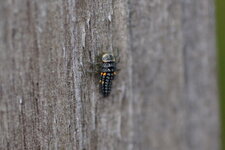 Larve de Coccinelle, mais laquelle ?