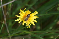 Héliophile suspendu