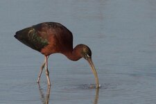 Ibis falcinelle