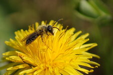 Osmie sp.