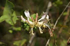 Chèvrefeuille des bois