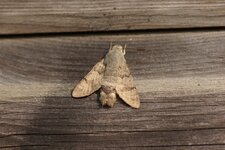 Moro sphinx
