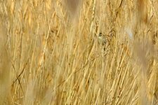 Phragmite des joncs