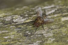 Mouche des greniers