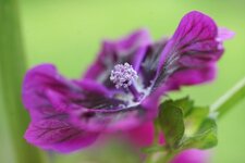 Rose trémière