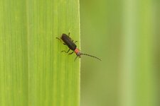 Cantharis nigricans - sous réserve