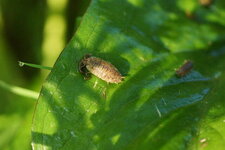 Fertilisation biologique