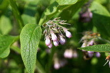 Feuille et fleur de Consoude sp.