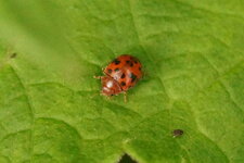 Coccinelle à 24 points - sous réserve