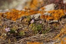 Spergulaire des rochers
