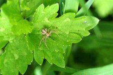 Xysticus cristatus