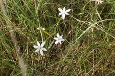 Ornithogale en ombelle