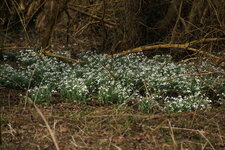 Perce-neige