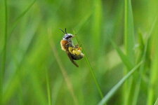 Andrena sp.
