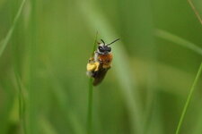 Andrena sp.
