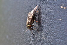 Une Mouche à chevreuil