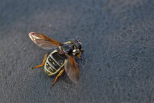 Sericomyia militaris (1)