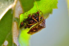Le petit Acanthosome (2)