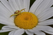 La Misumène cagneuse (4)
