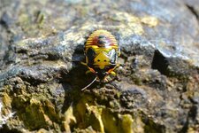 Chinavia hilaris
