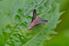 Une mouche à fruits (1)