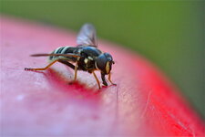 Sericomyia militaris (2)