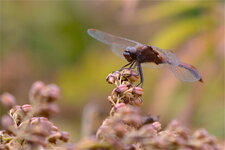 Le Sympetrum tardif (3)