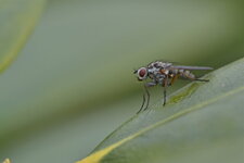 Phaonia sp.