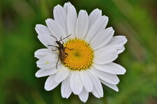 Le Lepture des prés