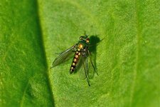 Condylostylus nigrofemoratus