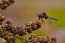 Le Sympetrum tardif (2)