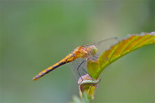 Sympetrum obstrusum (1)