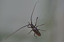 Le Longicorne noir (1)