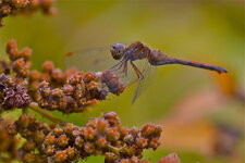 Le Sympetrum tardif (1)