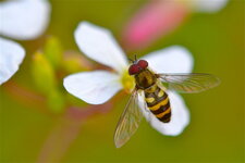 Syrphus vitripennis