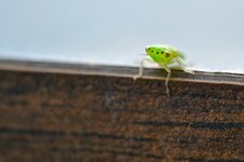 Une cicadellidée