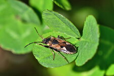 Rhyparochromus vulgaris