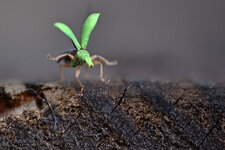 Le Charançon vert pâle (3)