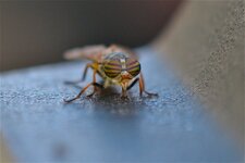 Un Frappe à bord