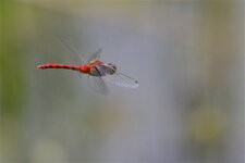 Sympetrum rubicundulum (2)