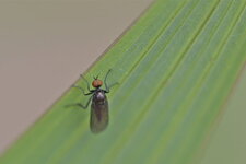 Bicellaria sp. (1)