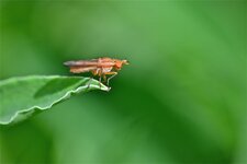 Tetanocera alata