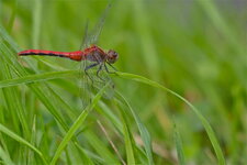 Sympetrum rubicundulum (1)