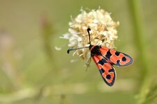 La Zygéne de la petite coronille (1)