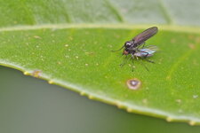 Bicellaria sp. (2)