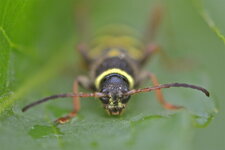 Le Clyte bélier (2)