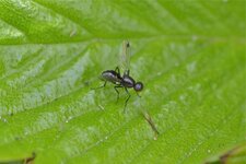 Sepsis fulgens